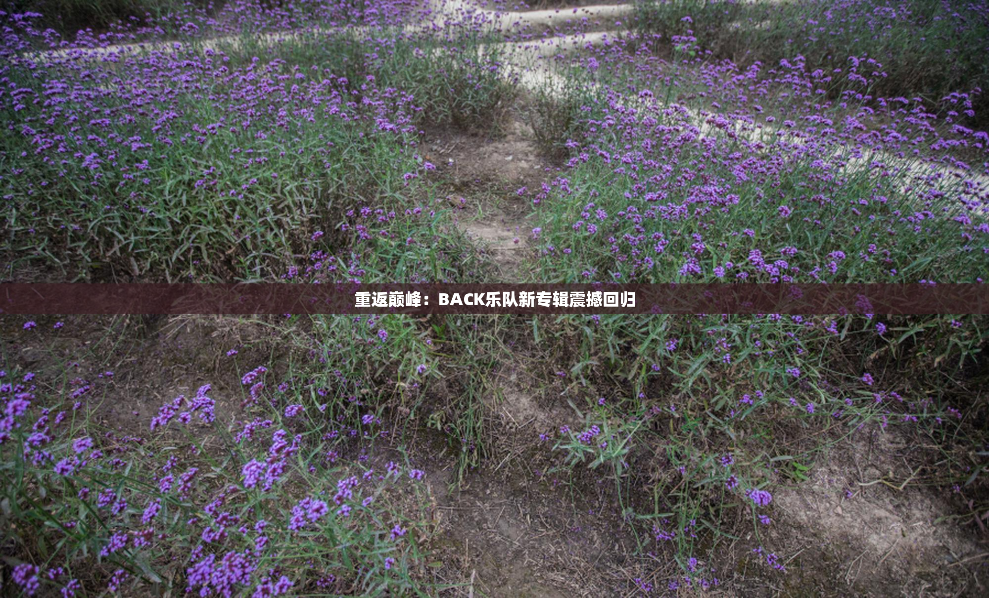 重返巅峰：BACK乐队新专辑震撼回归