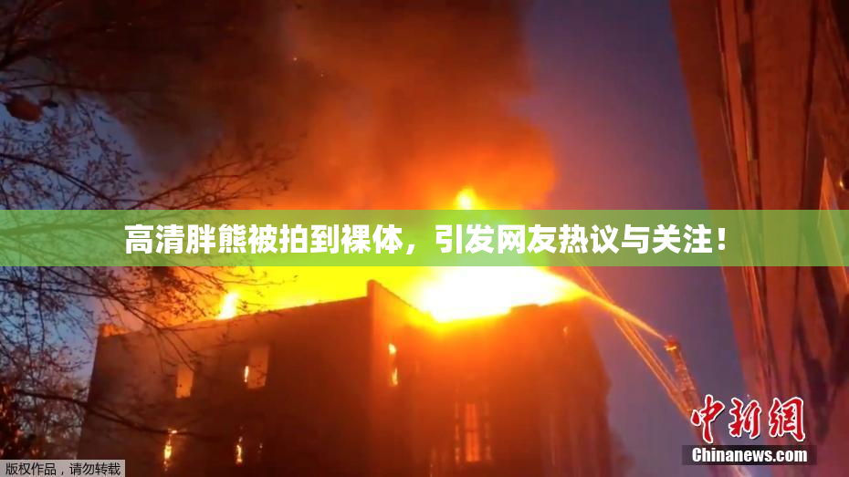 高清胖熊被拍到裸体，引发网友热议与关注！