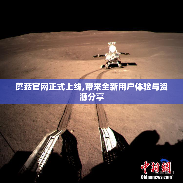 蘑菇官网正式上线,带来全新用户体验与资源分享