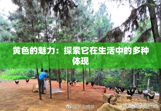 黄色的魅力：探索它在生活中的多种体现
