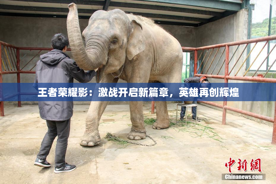 王者荣耀影：激战开启新篇章，英雄再创辉煌