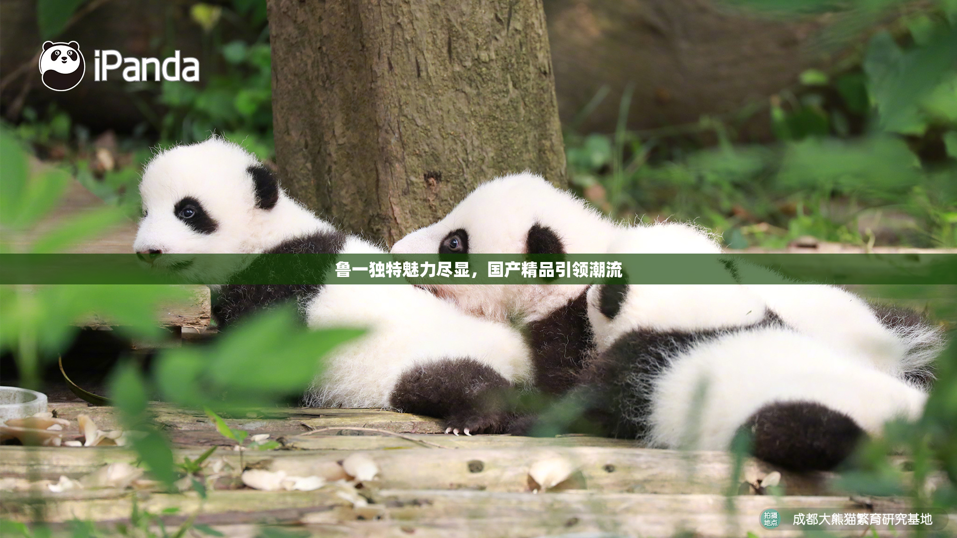 鲁一独特魅力尽显，国产精品引领潮流