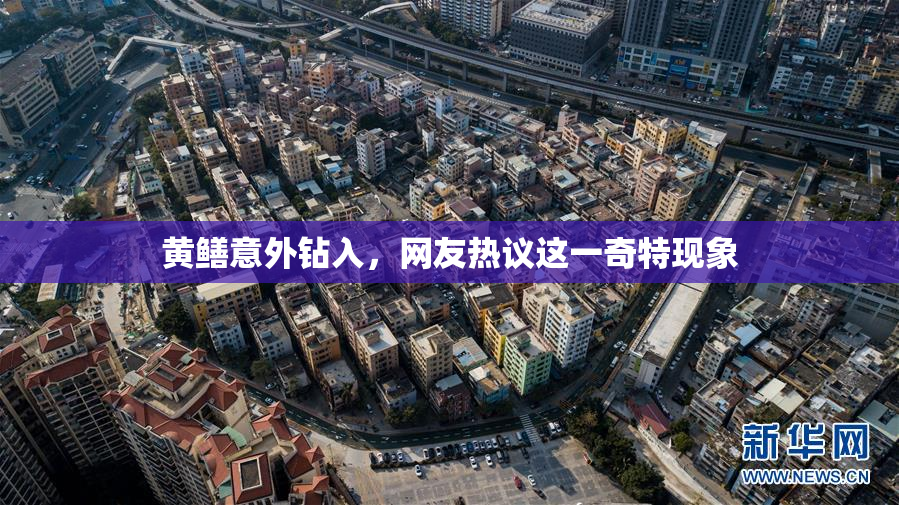 黄鳝意外钻入，网友热议这一奇特现象