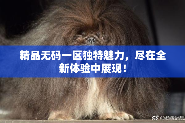 精品无码一区独特魅力，尽在全新体验中展现！
