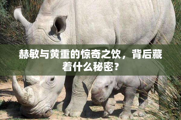 赫敏与黄重的惊奇之饮，背后藏着什么秘密？