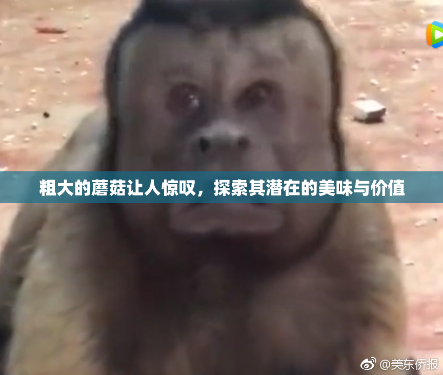粗大的蘑菇让人惊叹，探索其潜在的美味与价值