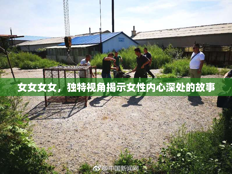 女女女女，独特视角揭示女性内心深处的故事