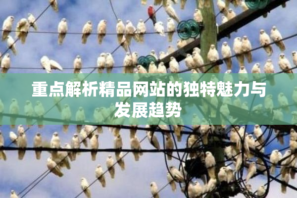 重点解析精品网站的独特魅力与发展趋势