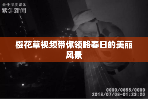 樱花草视频带你领略春日的美丽风景