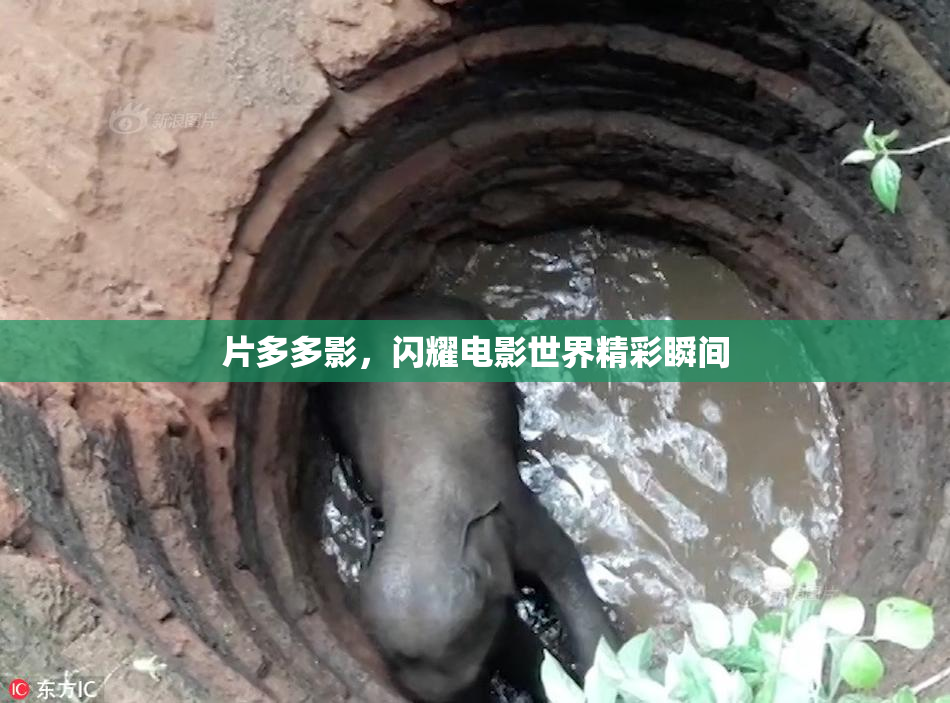 片多多影，闪耀电影世界精彩瞬间