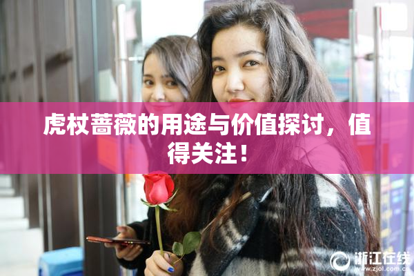虎杖蔷薇的用途与价值探讨，值得关注！