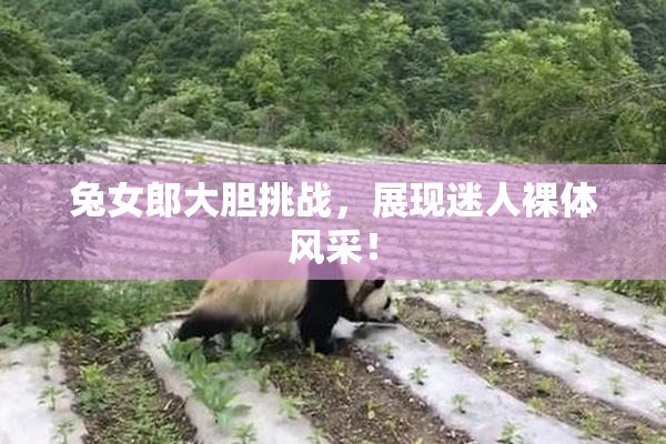 兔女郎大胆挑战，展现迷人裸体风采！