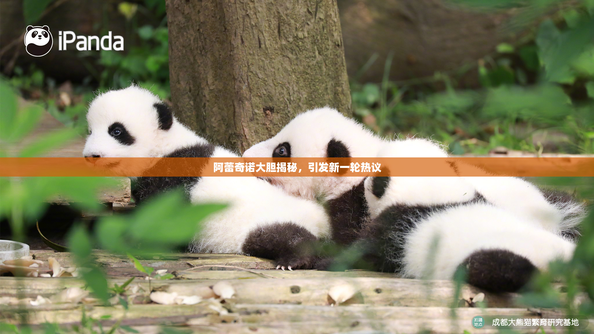 阿蕾奇诺大胆揭秘，引发新一轮热议