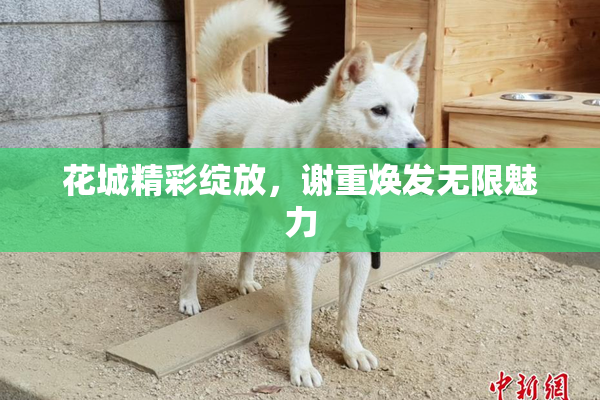 花城精彩绽放，谢重焕发无限魅力