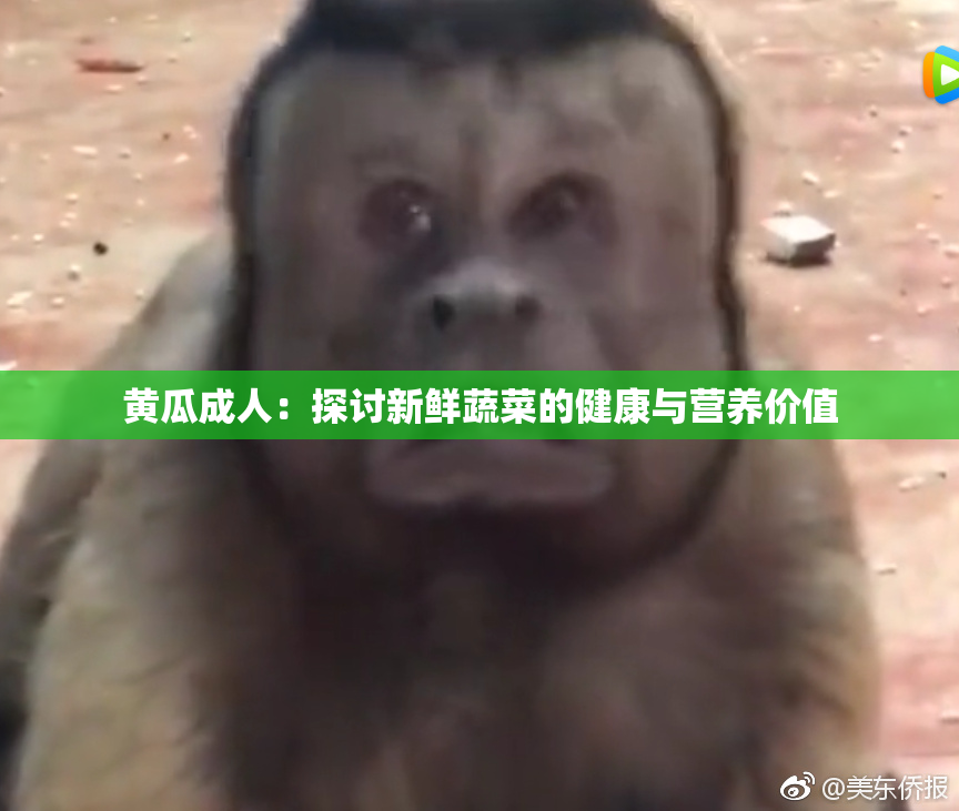 黄瓜成人：探讨新鲜蔬菜的健康与营养价值
