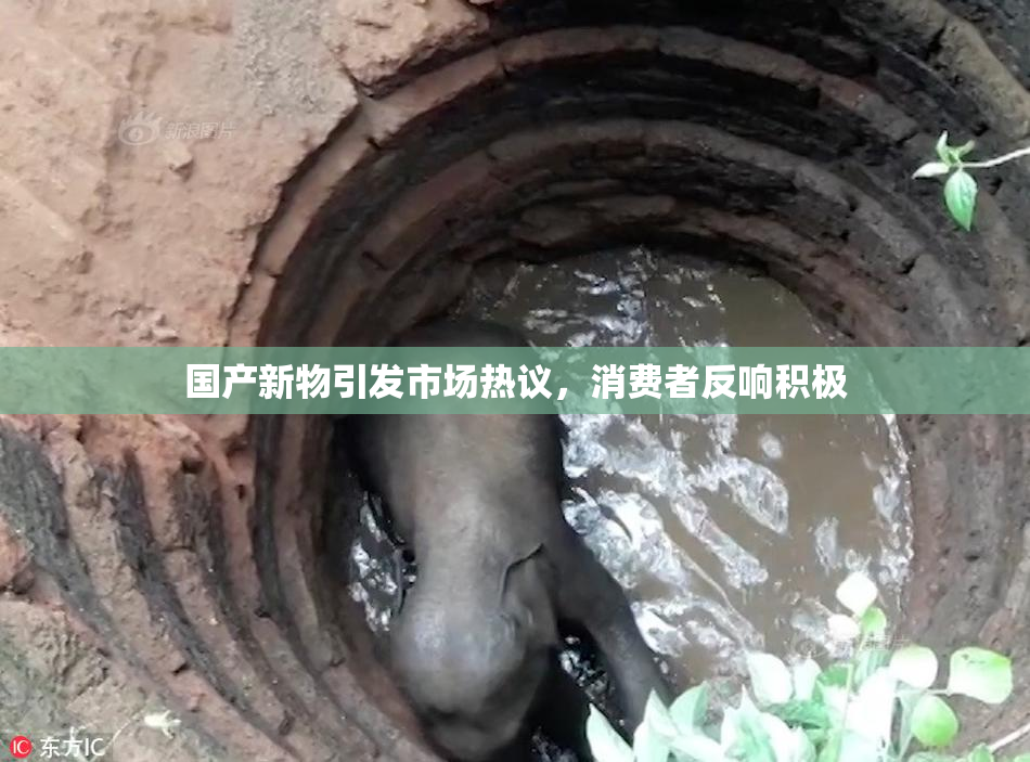 国产新物引发市场热议，消费者反响积极