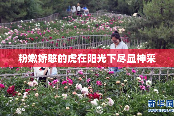 粉嫩娇憨的虎在阳光下尽显神采