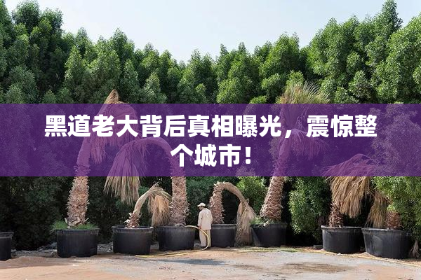 黑道老大背后真相曝光，震惊整个城市！
