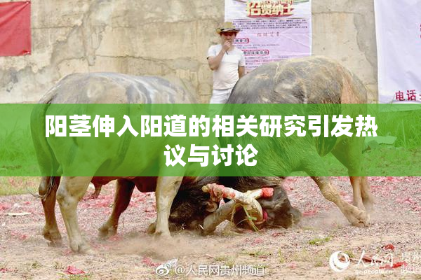 阳茎伸入阳道的相关研究引发热议与讨论
