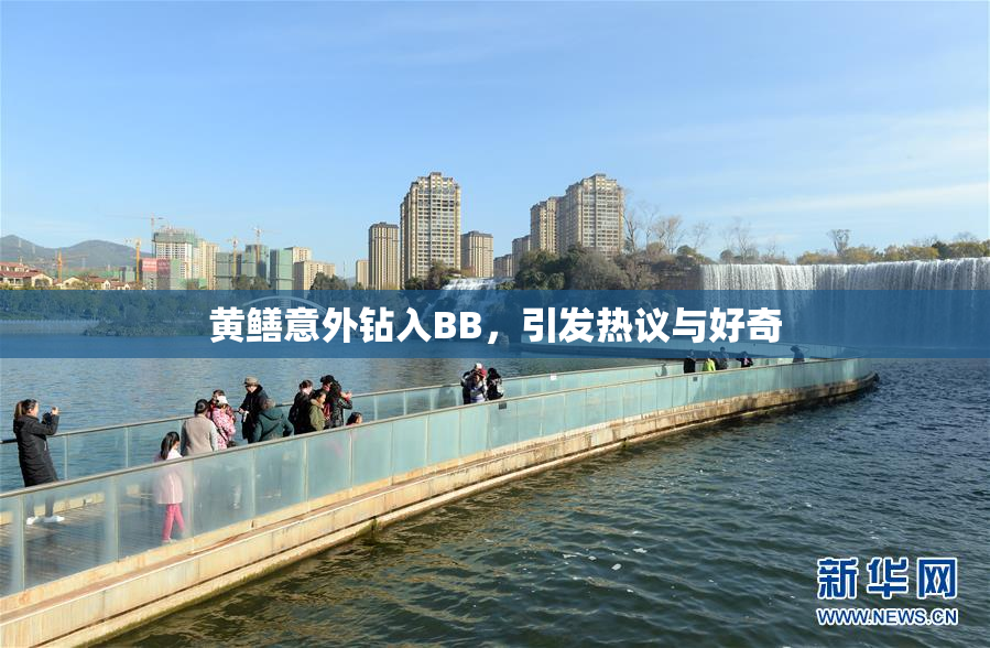 黄鳝意外钻入BB，引发热议与好奇