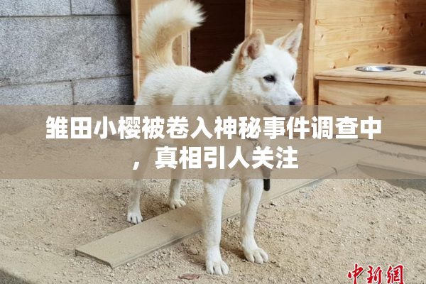 雏田小樱被卷入神秘事件调查中，真相引人关注