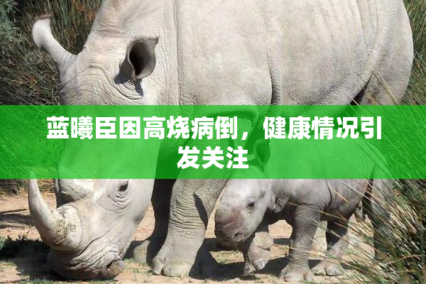 蓝曦臣因高烧病倒，健康情况引发关注