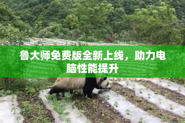 鲁大师免费版全新上线，助力电脑性能提升