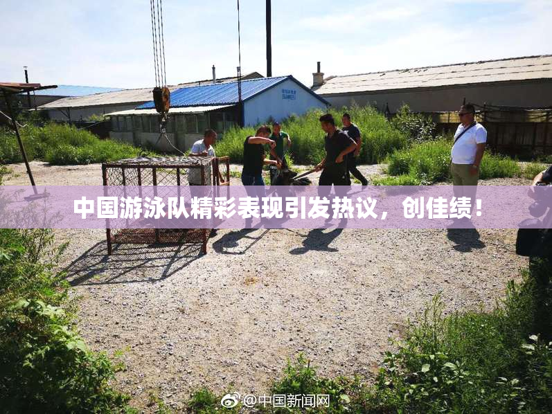 中国游泳队精彩表现引发热议，创佳绩！