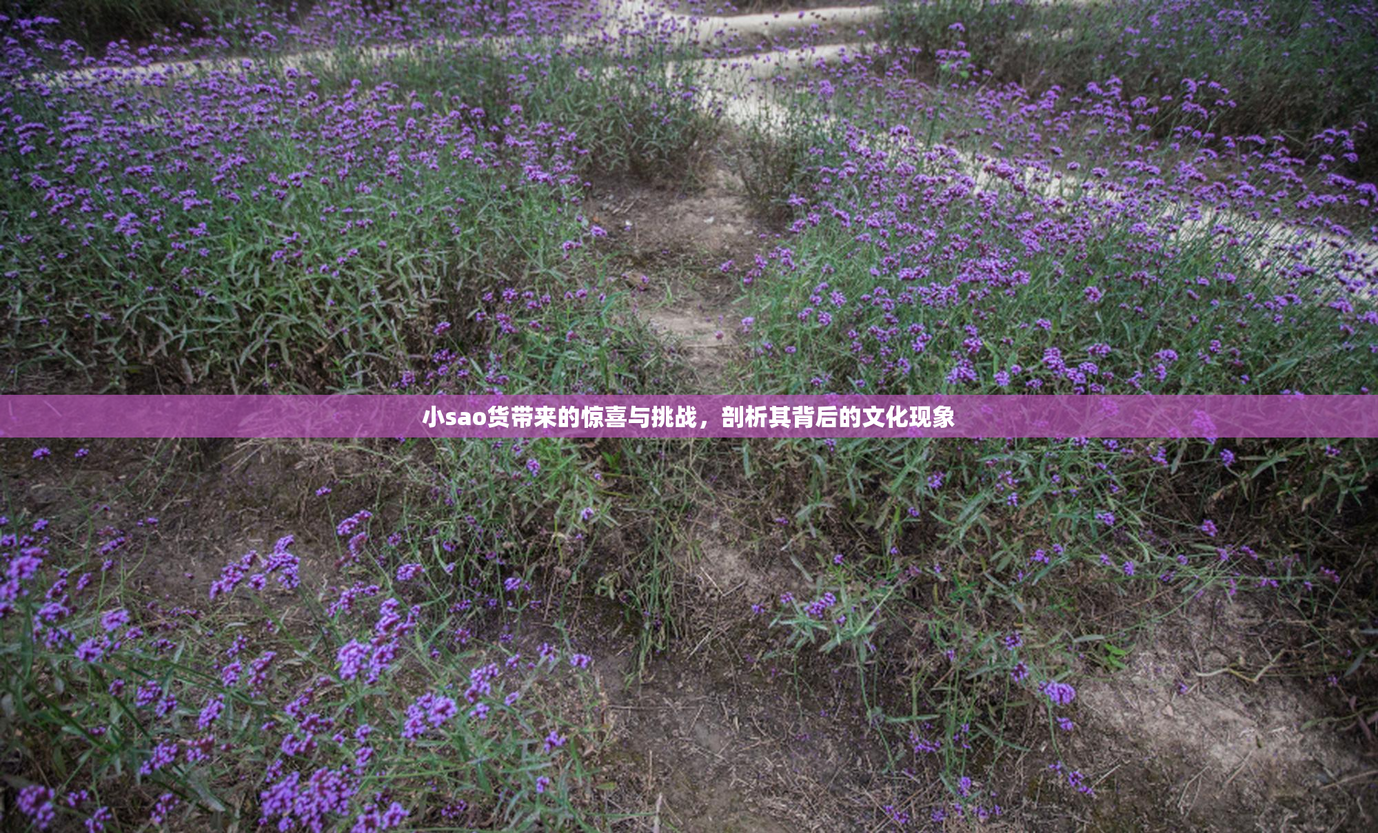 小sao货带来的惊喜与挑战，剖析其背后的文化现象