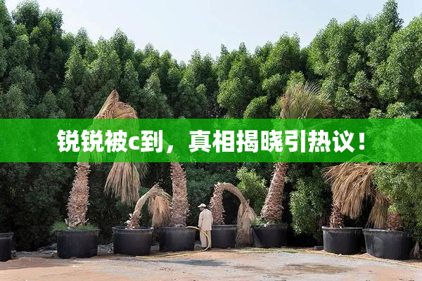 锐锐被c到，真相揭晓引热议！