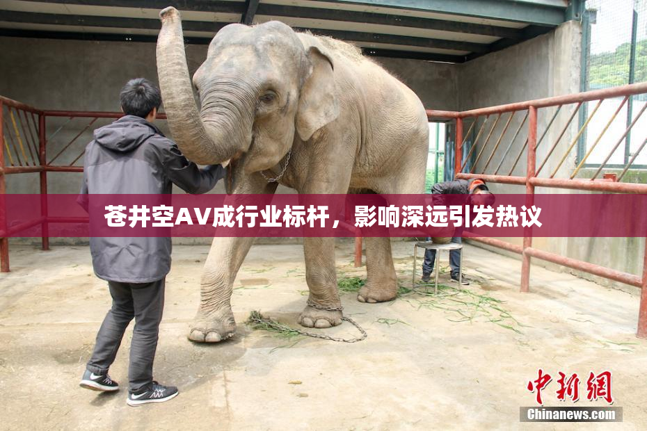 苍井空AV成行业标杆，影响深远引发热议