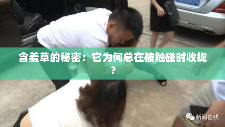 含羞草的秘密：它为何总在被触碰时收拢？