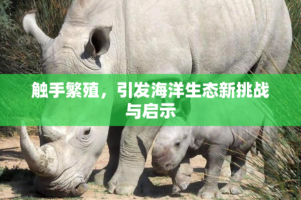 触手繁殖，引发海洋生态新挑战与启示