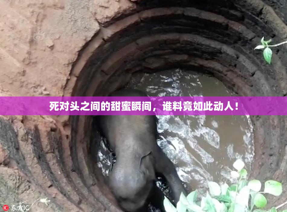 死对头之间的甜蜜瞬间，谁料竟如此动人！