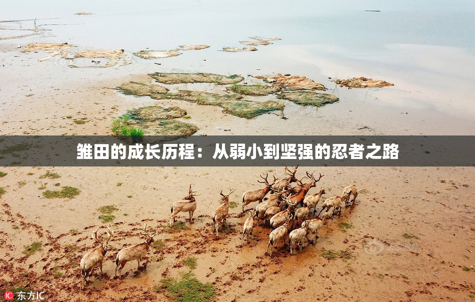 雏田的成长历程：从弱小到坚强的忍者之路