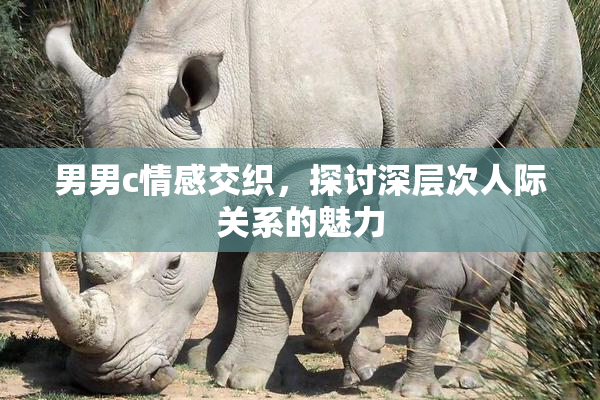 男男c情感交织，探讨深层次人际关系的魅力