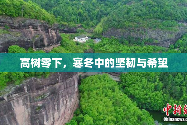 高树零下，寒冬中的坚韧与希望