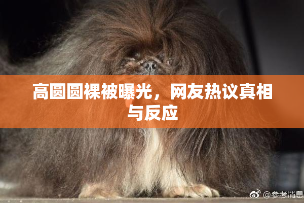 高圆圆裸被曝光，网友热议真相与反应