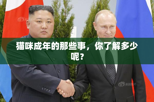 猫咪成年的那些事，你了解多少呢？