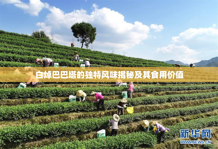 白焯巴巴塔的独特风味揭秘及其食用价值