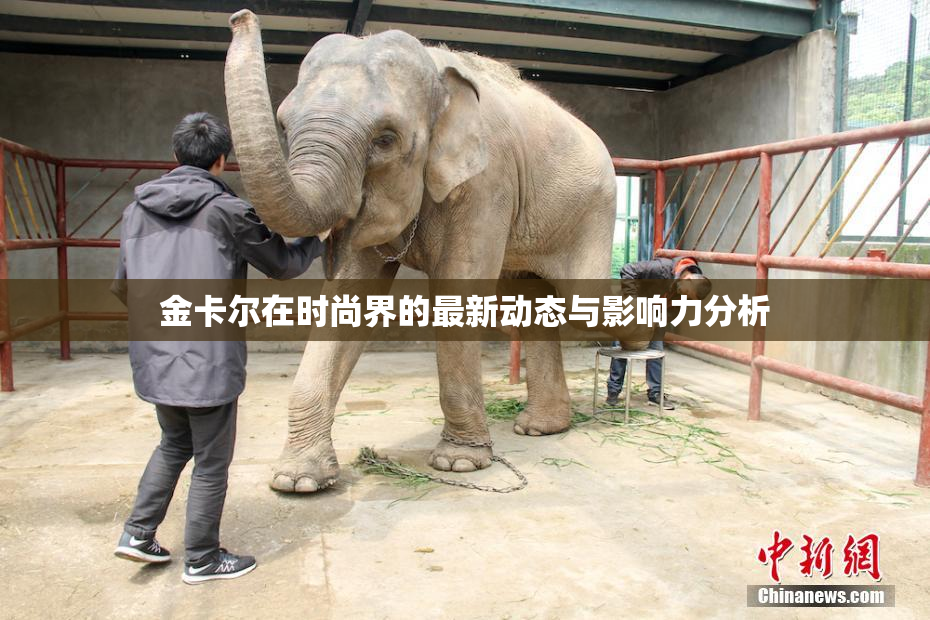 金卡尔在时尚界的最新动态与影响力分析