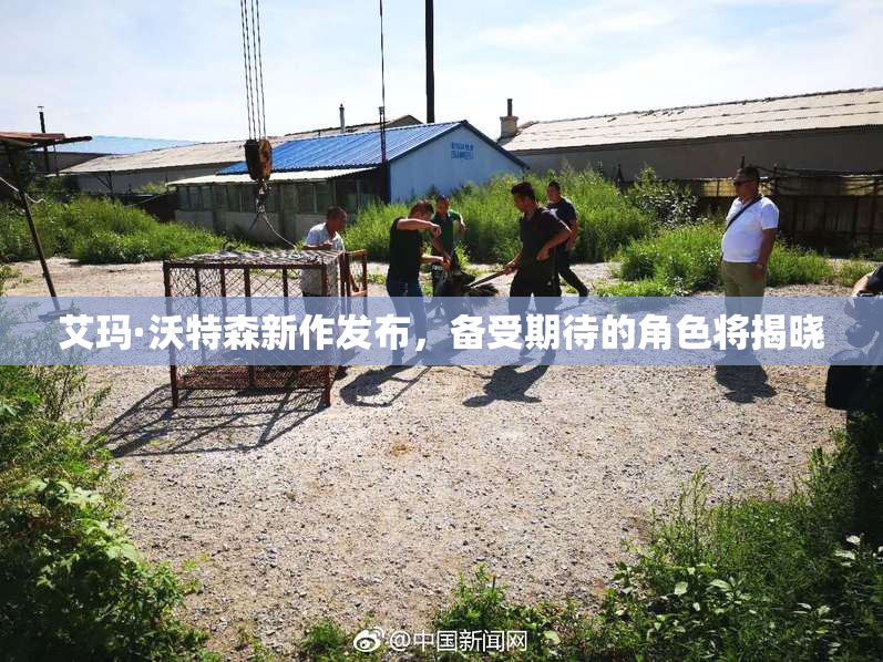 艾玛·沃特森新作发布，备受期待的角色将揭晓