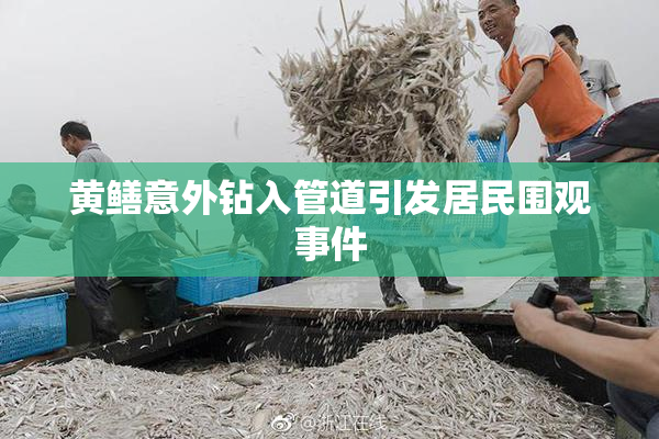 黄鳝意外钻入管道引发居民围观事件