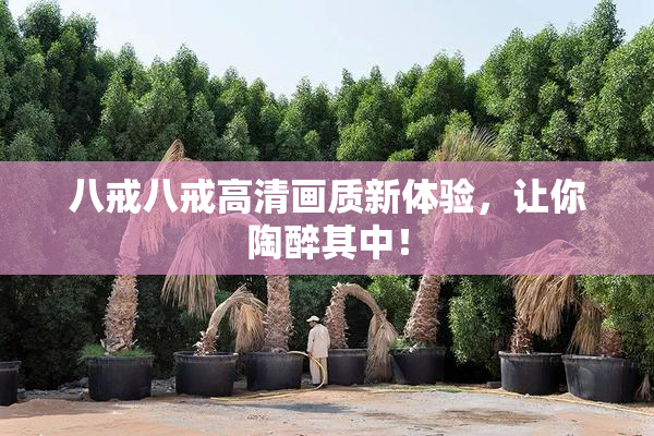 八戒八戒高清画质新体验，让你陶醉其中！