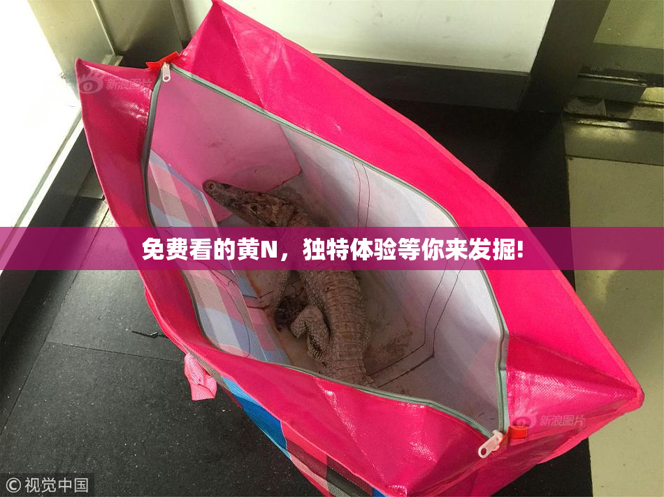 免费看的黄Ν，独特体验等你来发掘!