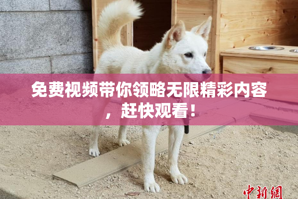 免费视频带你领略无限精彩内容，赶快观看！
