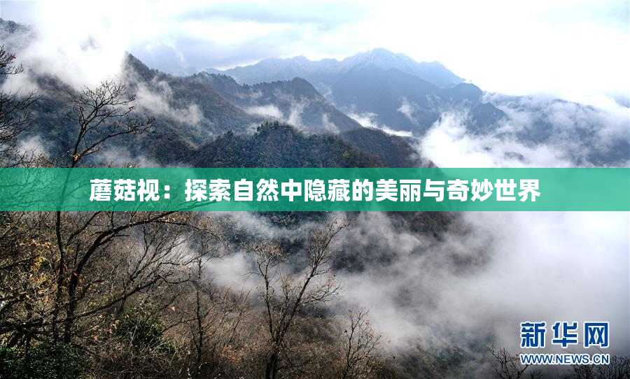 蘑菇视：探索自然中隐藏的美丽与奇妙世界