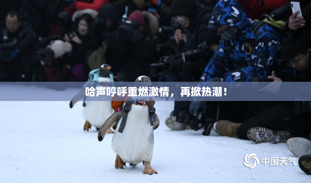 哈声哼呼重燃激情，再掀热潮！