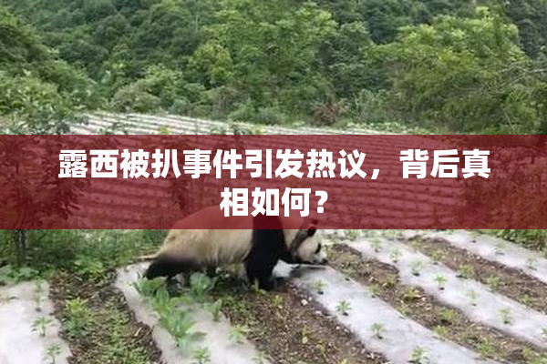 露西被扒事件引发热议，背后真相如何？