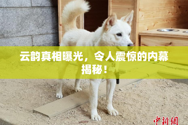 云韵真相曝光，令人震惊的内幕揭秘！